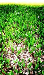 Close-up of plants growing on field