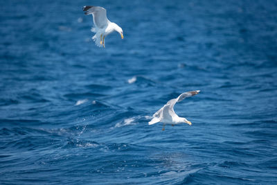 Seagull flying over sea