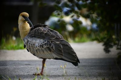 Close-up of bird