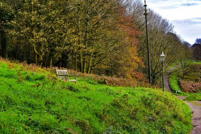 Plants and trees in park during autumn