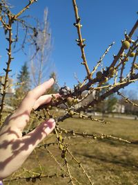 Close-up of hand holding plant against tree