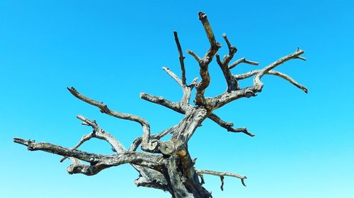 Low angle view of bare tree against clear blue sky