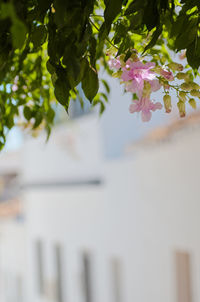 Close-up of flowers growing on tree