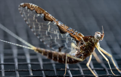 Close-up of mayfly