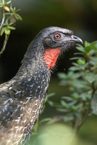 Close-up of a bird