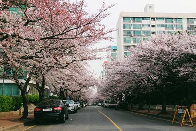 Road along trees in city