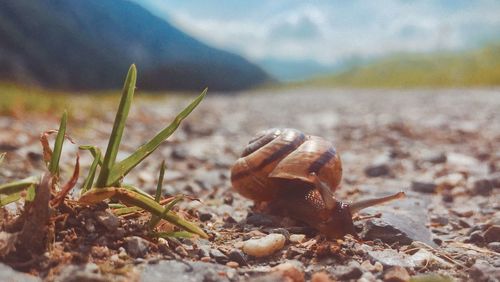 Close-up of snail on land