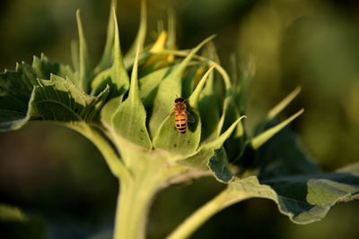 Close-up of insect on plant