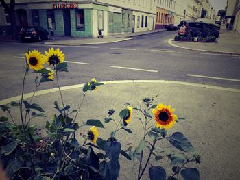 flowering plant