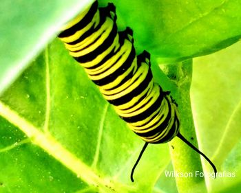 Close-up of caterpillar on leaf