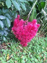 Pink flowers blooming outdoors