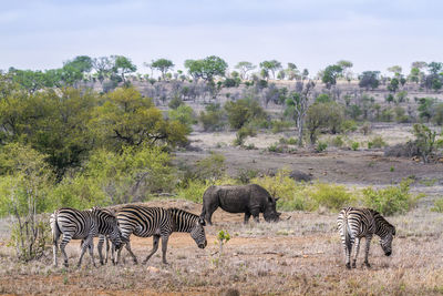 Zebras walking on land