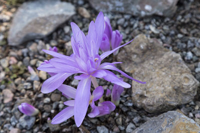 Close-up of purple crocus flowers