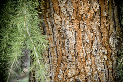 Full frame shot of tree trunk