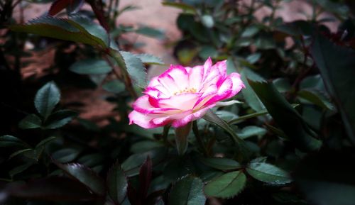 Close-up of pink flower blooming outdoors