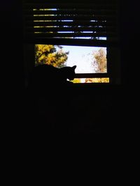 Silhouette cat sitting in a window