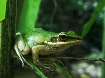 Close-up of frog on leaf