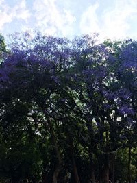 Low angle view of flower trees against sky