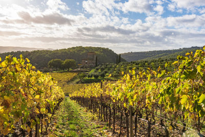 Scenic view of vineyard against sky