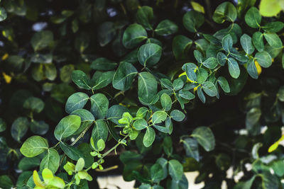 Close-up of leaves