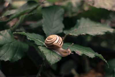 Close-up of snail on leaf