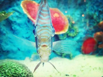 Close-up of fish underwater