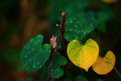 Close-up of water drops on leaves
