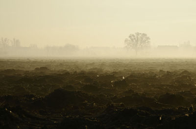 Trees on field against sky