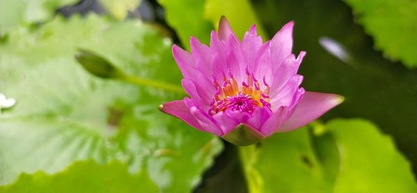 Close-up of pink water lily