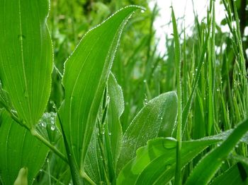 Close-up of water drops on leaf