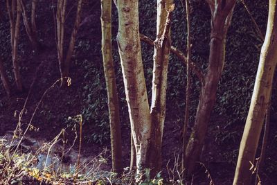 Close-up of tree trunk in forest