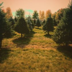 Trees on landscape