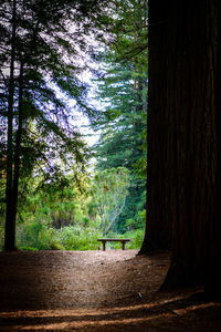 Trees in forest