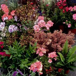 Flowers growing on plant