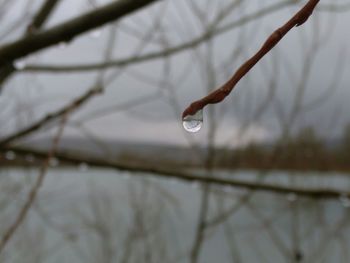 Close-up of water drops on leaf