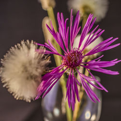 Close-up of pink flower