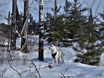 Dog on snow covered landscape