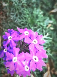 Close-up of pink flower