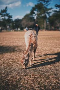 View of a horse on field