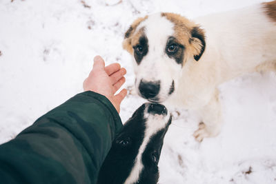 Low section of man with dog on snow