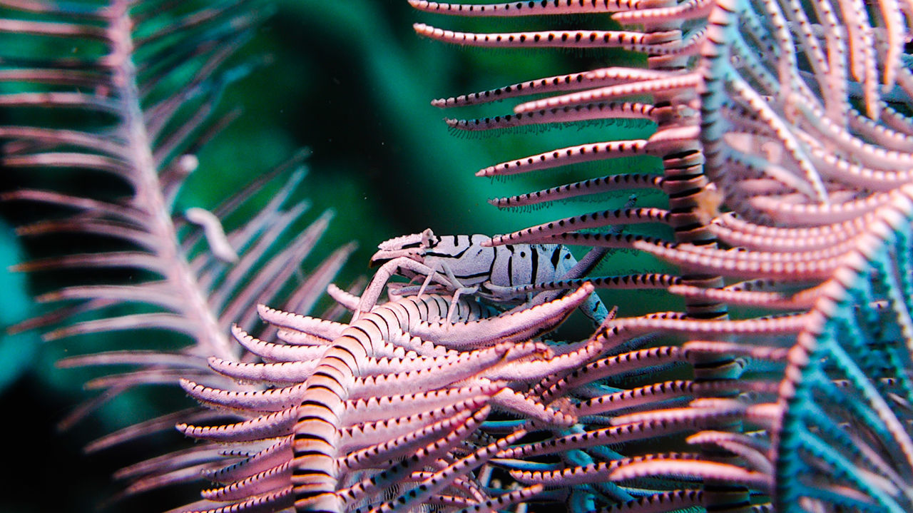 Zebra shrimp
