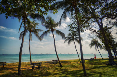 Palm trees on beach against sky