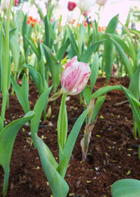 Close-up of fresh purple flower in field