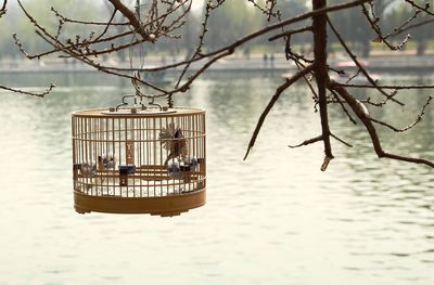 Birdcage hanging from tree above river