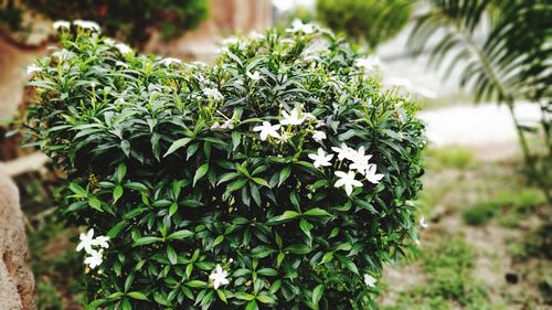 Close-up of flowering plant in park