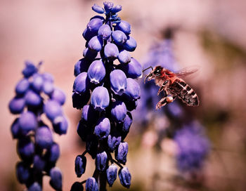 Close-up of honey bee flying by grape hyacinths