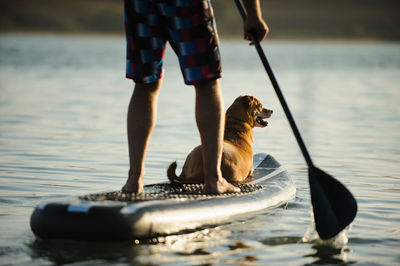 Low section of man paddleboarding with dog on lake during sunset