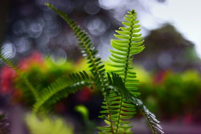 Close-up of fern leaves