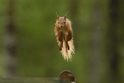 Close-up of squirrel jumping