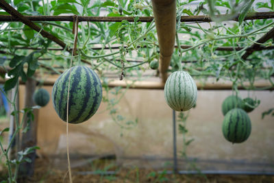 Close-up of watermelon plant